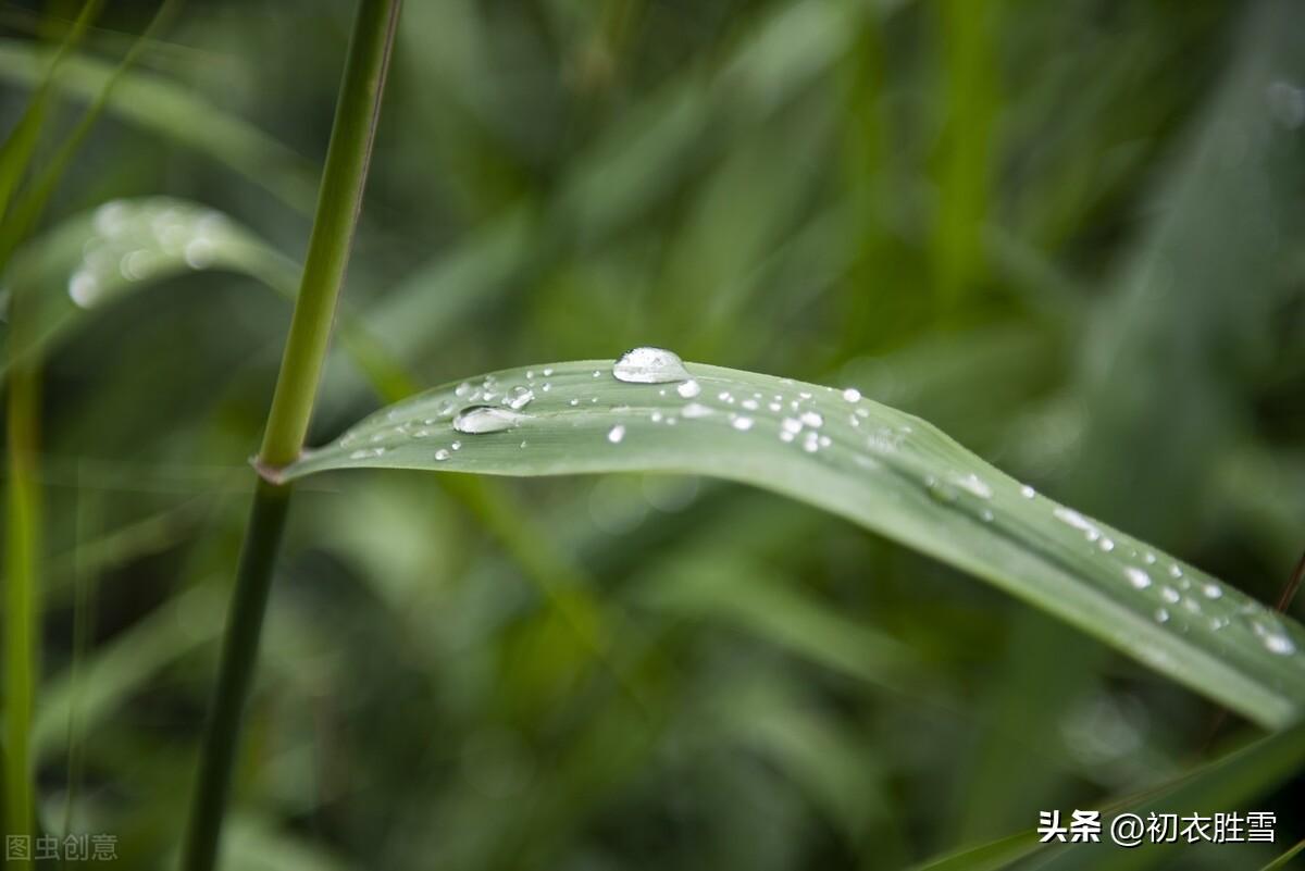 白露节气白露六首古诗词（绿草未倾色，白露已盈庭）