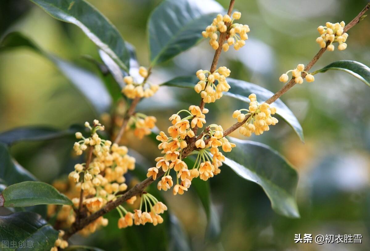 八月桂花诗词五首（丹桂花开八月中，一夜吹香到月宫）