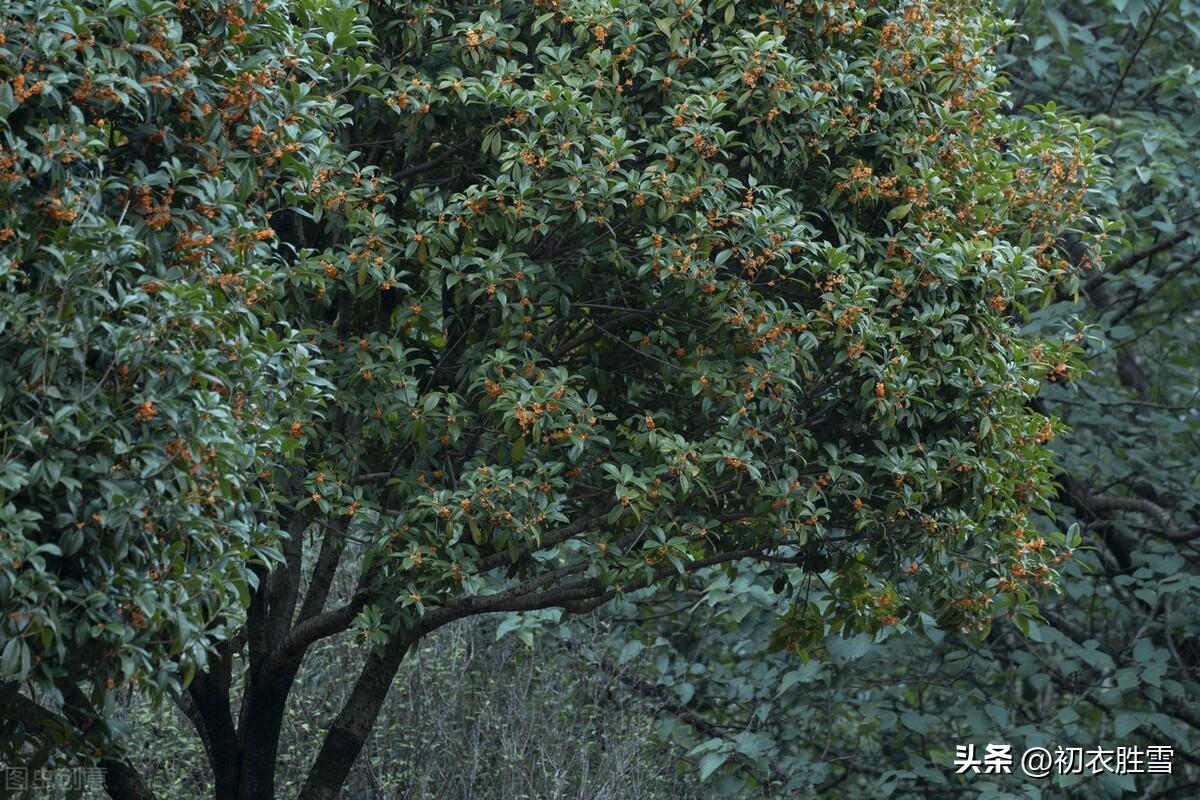 八月桂花诗词五首（丹桂花开八月中，一夜吹香到月宫）