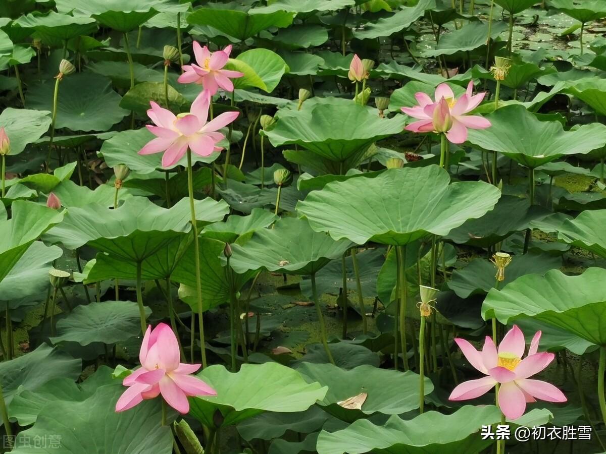 秋荷美诗五首赏析（芙蕖耐夏复宜秋，愿开数朵照涟漪）