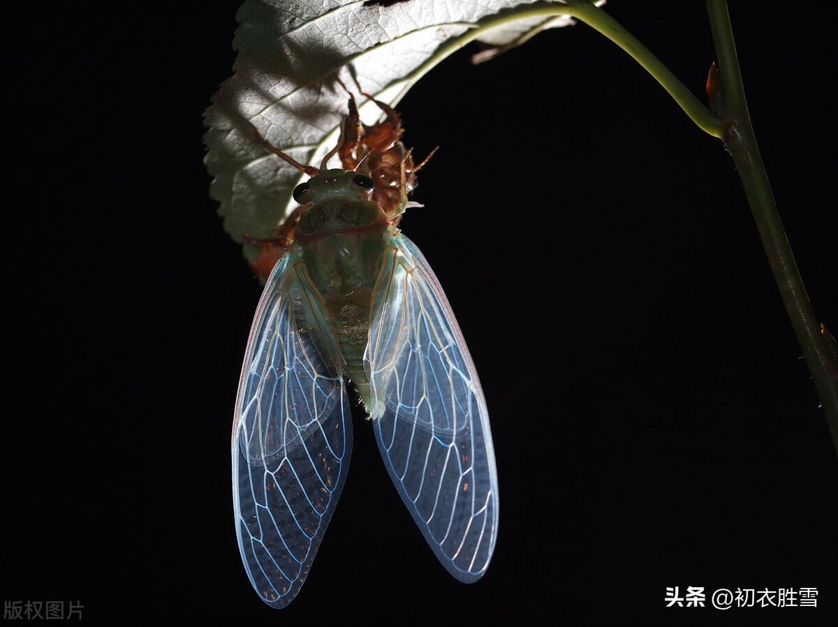 立秋寒蝉诗词三首（寒蝉鸣高柳，寒蝉在树鸣）