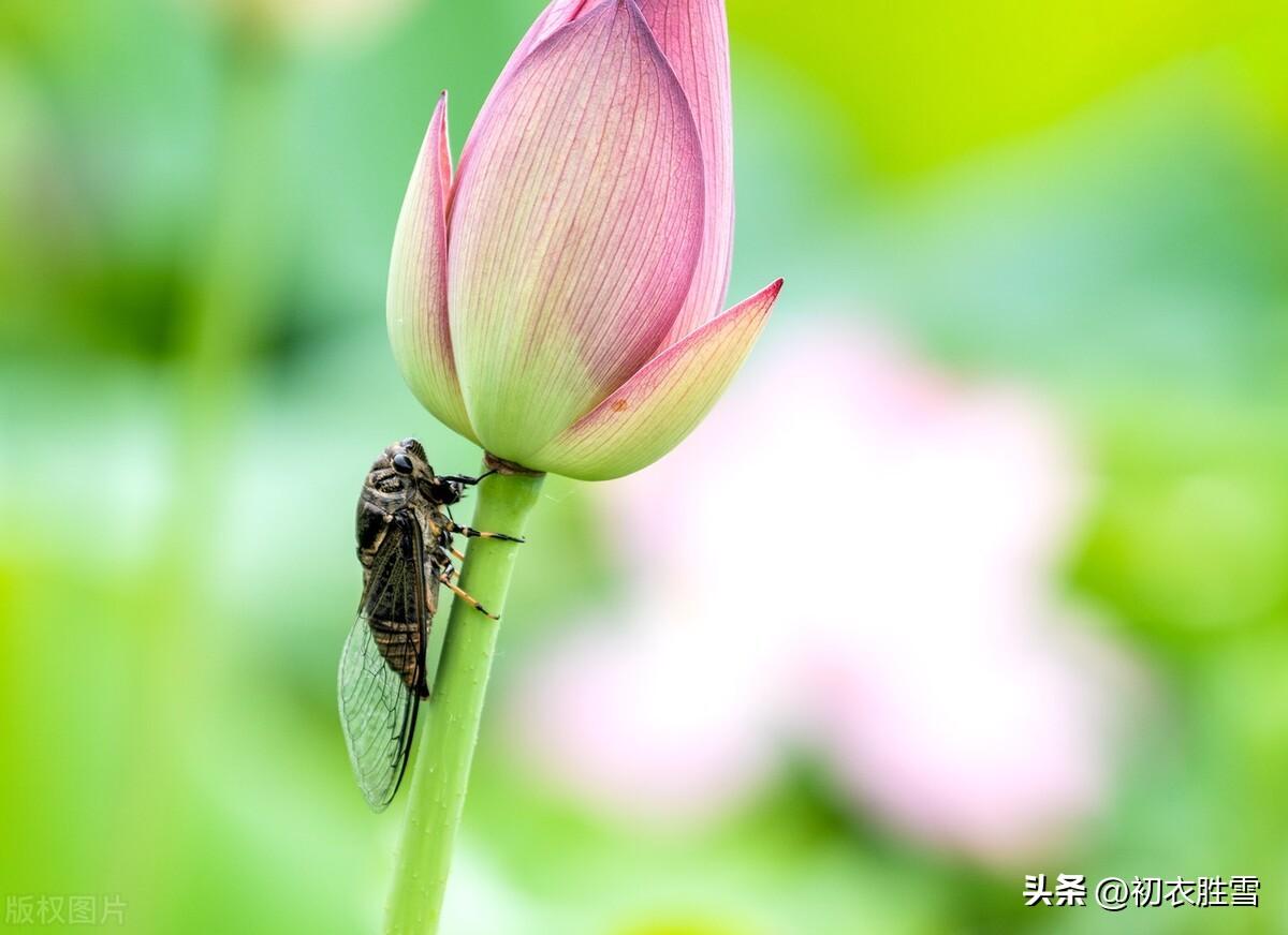 立秋寒蝉诗词三首（寒蝉鸣高柳，寒蝉在树鸣）