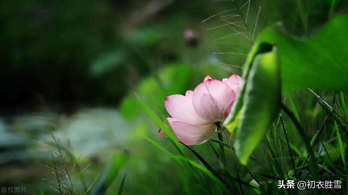 芙蓉经典古诗大全（芙蓉生在秋江上，不向东风怨未开）