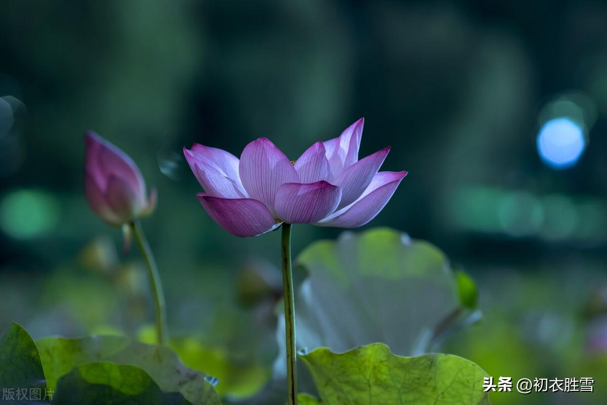 荷花夜看六首古诗词（夜深人静月明中，方识荷花有真趣）