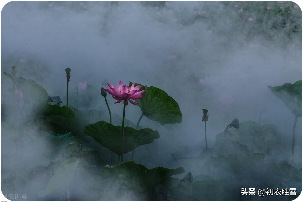 荷花夜看六首古诗词（夜深人静月明中，方识荷花有真趣）