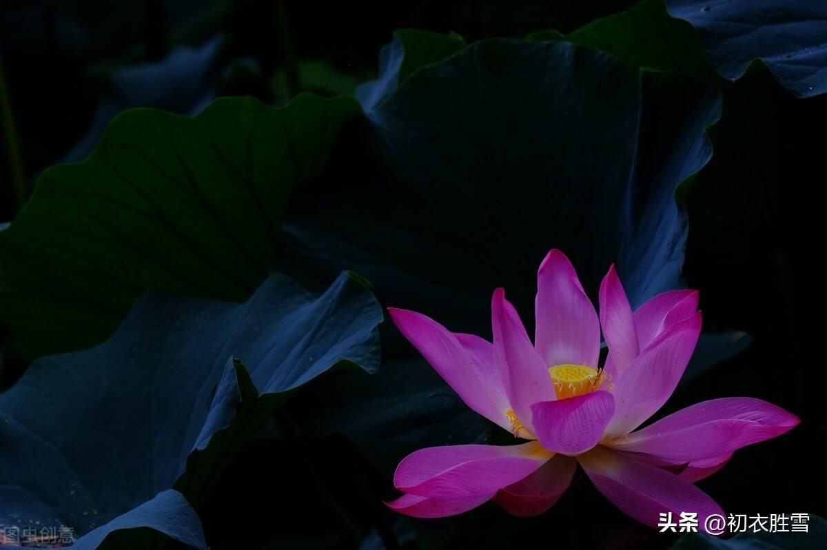 荷花夜看六首古诗词（夜深人静月明中，方识荷花有真趣）