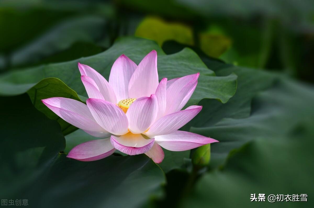 一朵荷花古诗六首推荐（一朵玉莲波上立，天风吹杀不低头）