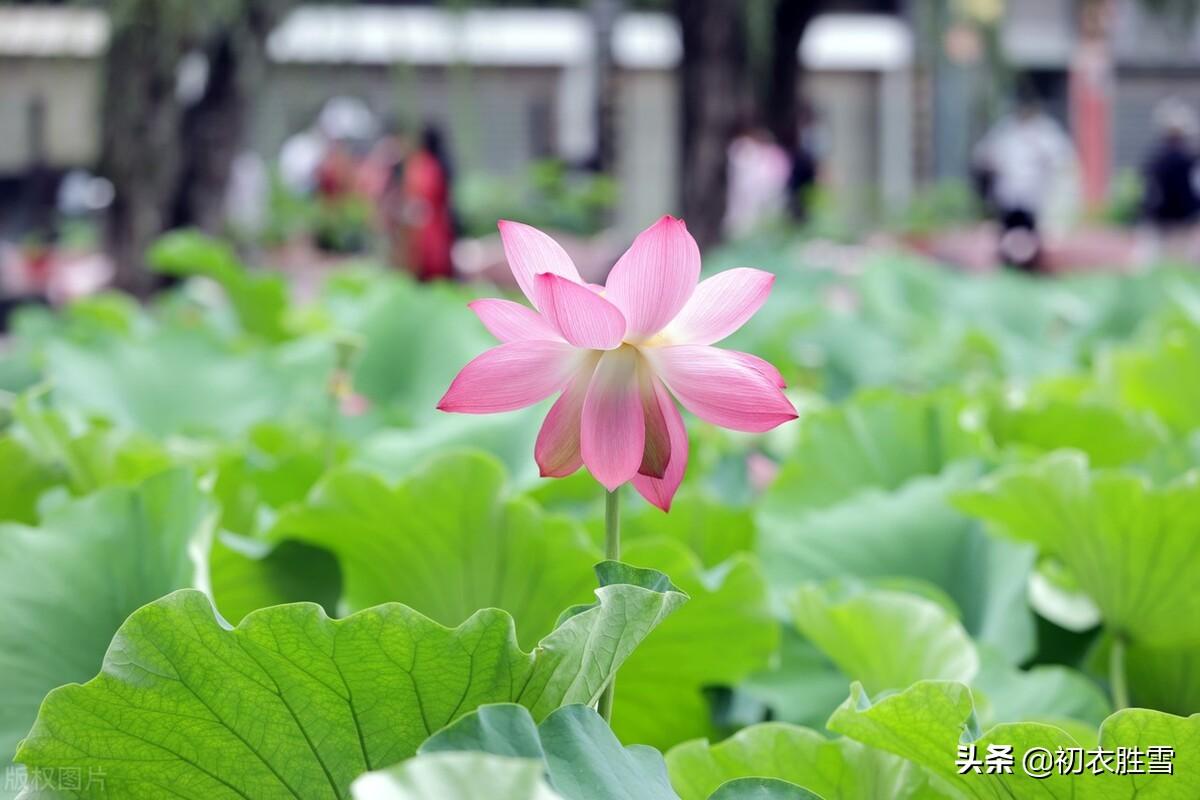 一朵荷花古诗六首推荐（一朵玉莲波上立，天风吹杀不低头）