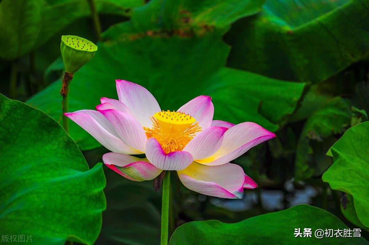 季夏莲蓬诗词六首推荐（荷花正闹莲蓬嫩，蜡房仰卧万花枝）