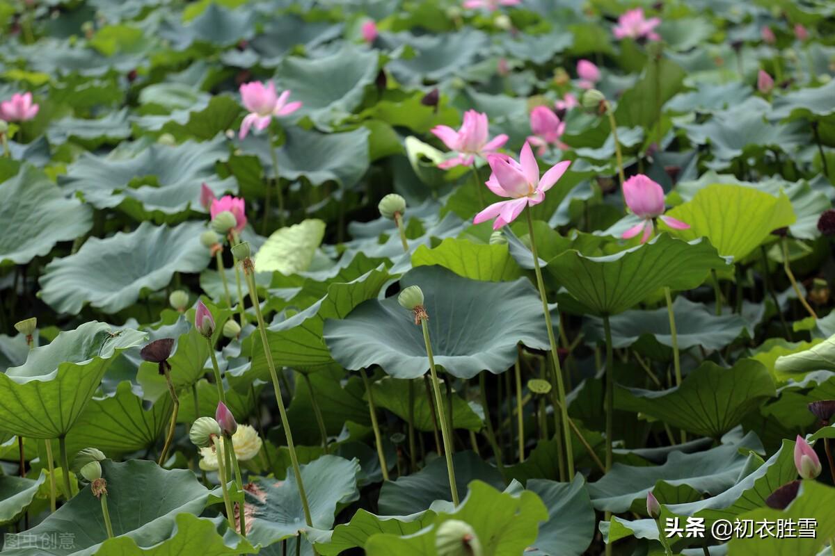 季夏莲蓬诗词六首推荐（荷花正闹莲蓬嫩，蜡房仰卧万花枝）