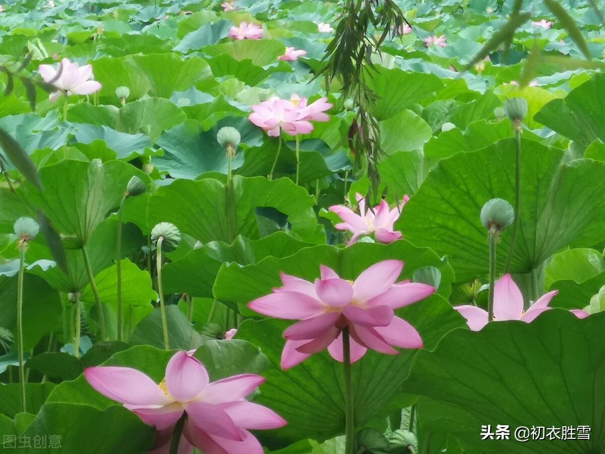 季夏莲蓬诗词六首推荐（荷花正闹莲蓬嫩，蜡房仰卧万花枝）