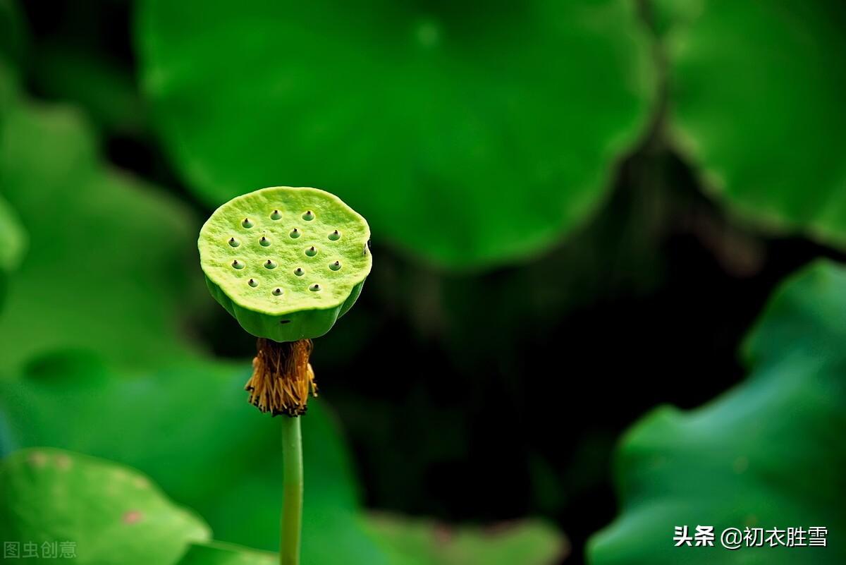 季夏莲蓬诗词六首推荐（荷花正闹莲蓬嫩，蜡房仰卧万花枝）