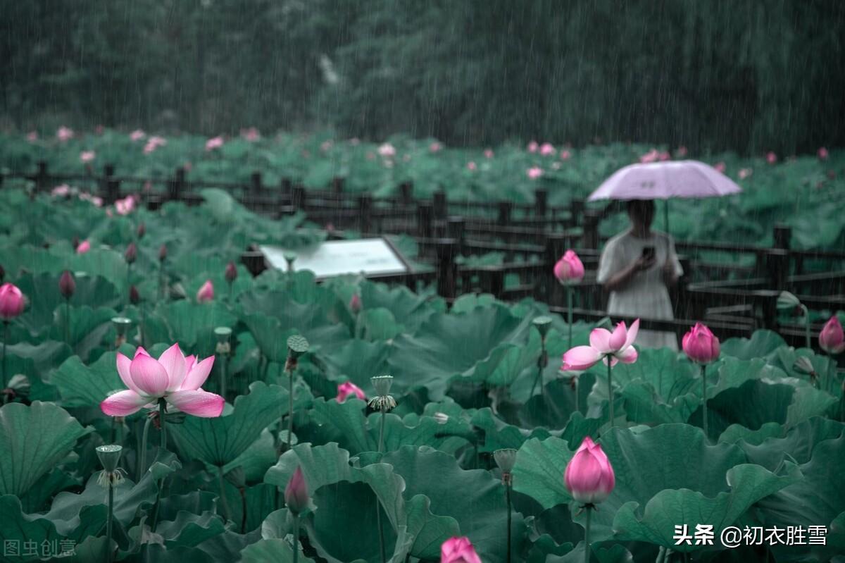 二十四节气小暑古诗四首赏析（小暑不足畏，雨声荷叶香）