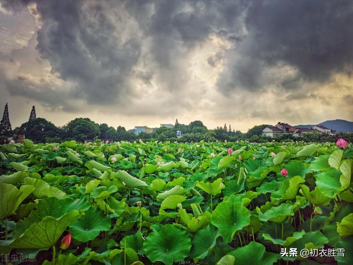 二十四节气小暑古诗四首赏析（小暑不足畏，雨声荷叶香）