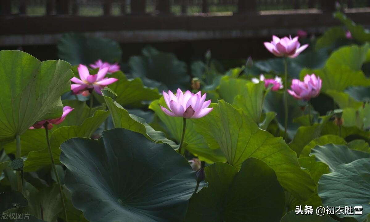 荷花消暑七首古诗词（芳能消暑气，秀独占薰风）