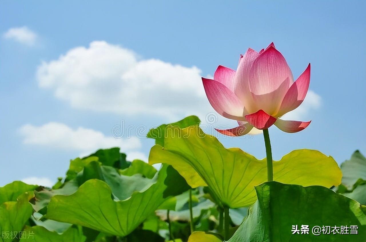 荷花消暑七首古诗词（芳能消暑气，秀独占薰风）