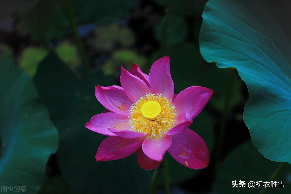 雨中荷花俏丽诗词六首推荐（宜风宜月还宜雨，白堤凉雨打荷花）