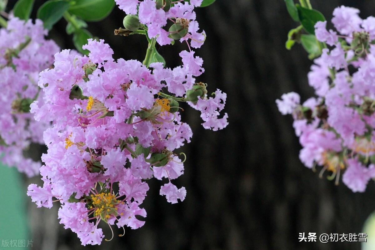 月下紫薇五首优美古诗（紫薇花满月团团，一池月浸紫薇花）