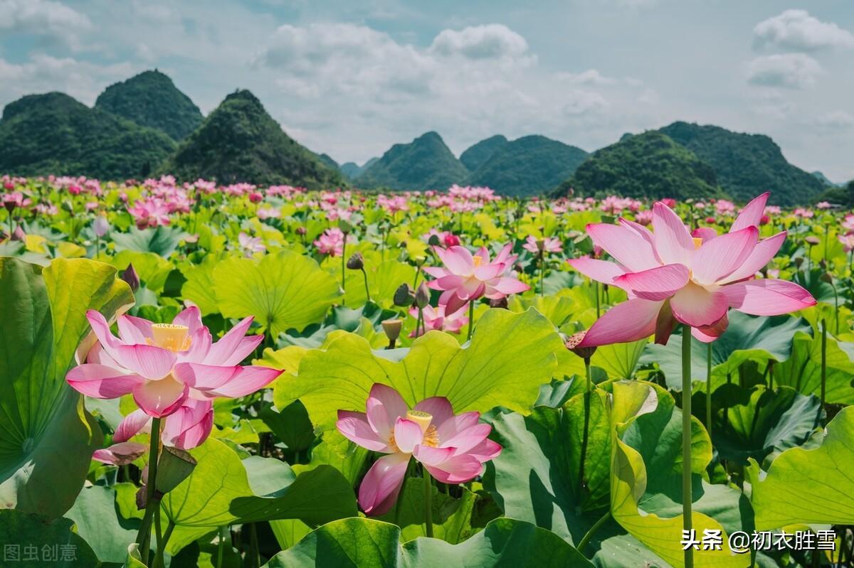 荷花古诗词九首推荐（日出江花红胜火，映日荷花别样红）