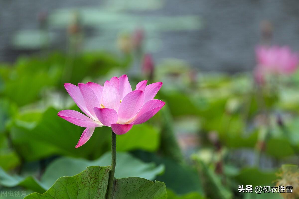 六月荷花古诗词八首（荷花生日人争看，六月荷花风最凉）