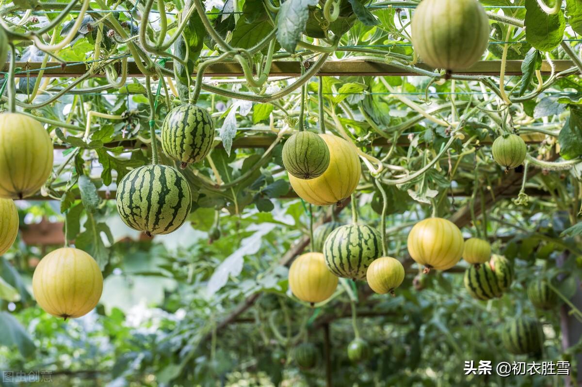 夏诗九夏八首古诗（竹风秋九夏，溪月昼三更）