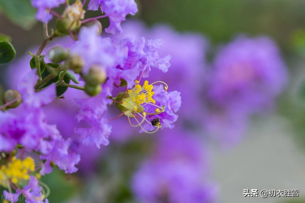 仲夏紫薇花六首推荐（过尽红薇到紫薇，紫薇长放半年花）