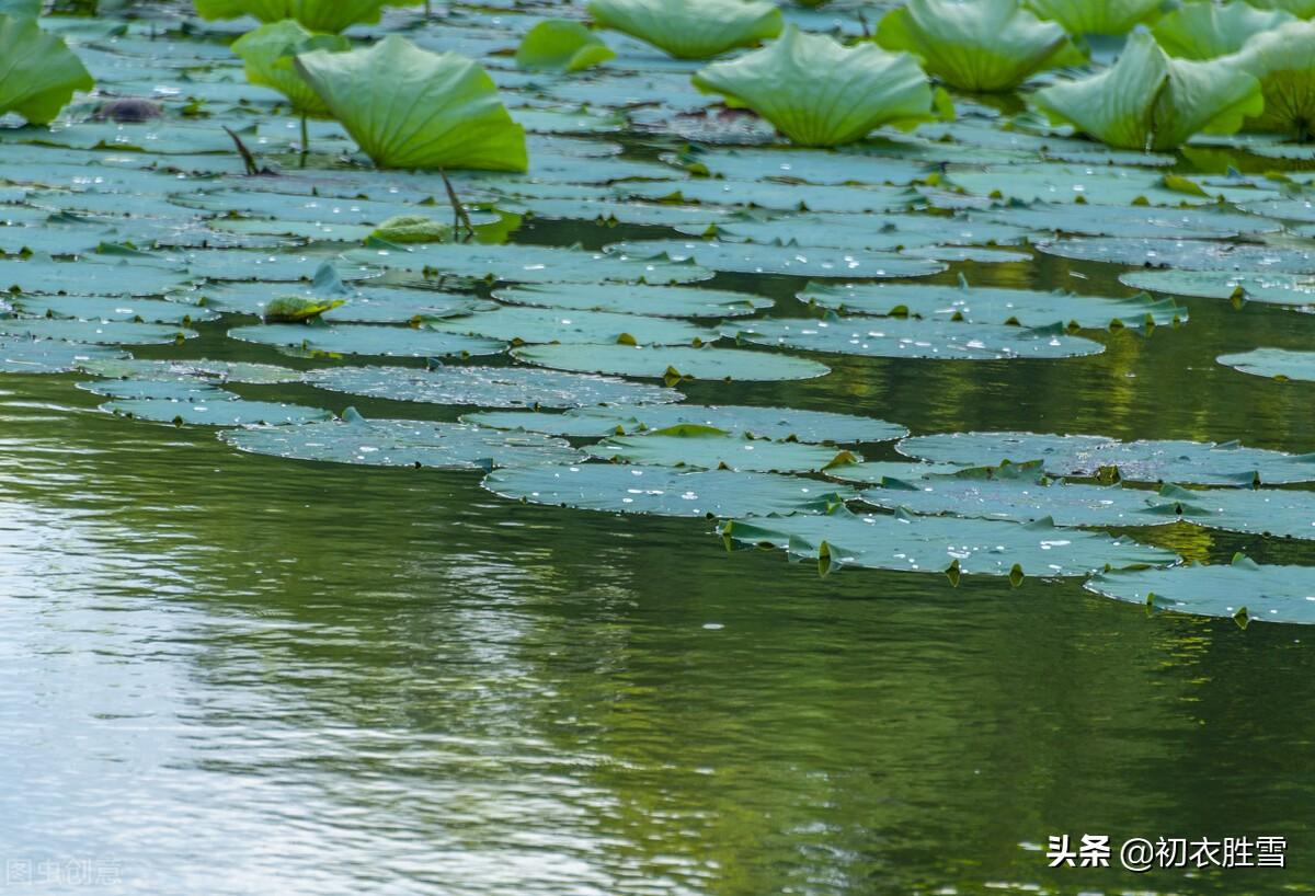 仲夏明丽荷叶六首古诗（荷叶水上生，团团水中住）