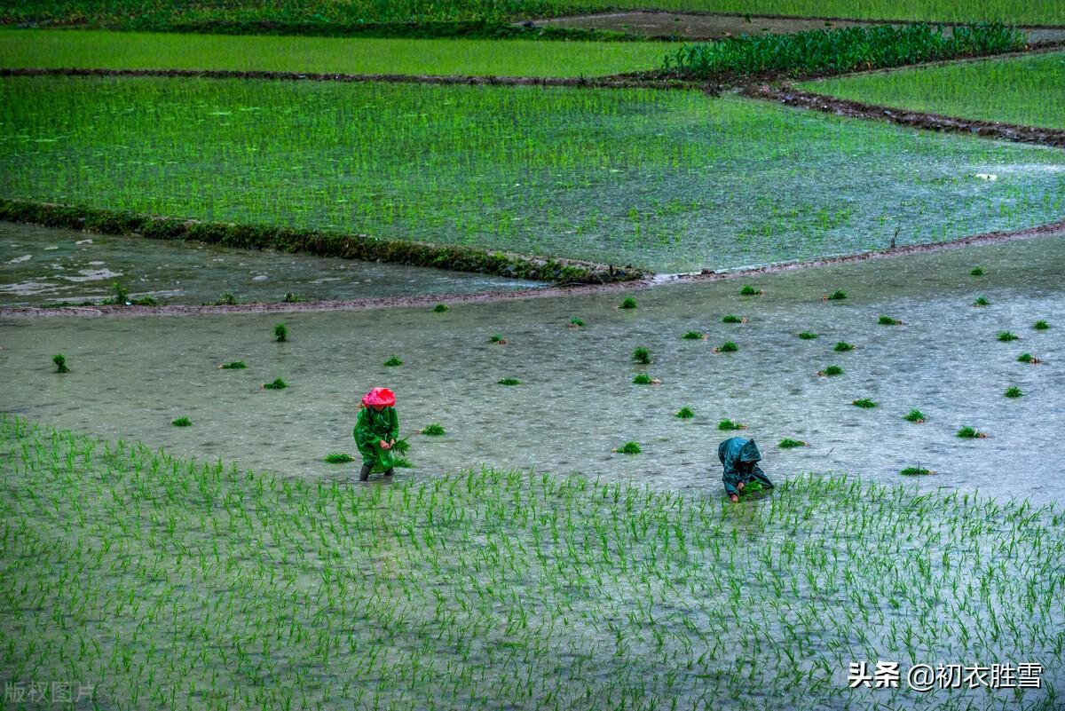 芒种节气五首古诗（乍暖又寒芒种候，启晴还雨熟梅天）