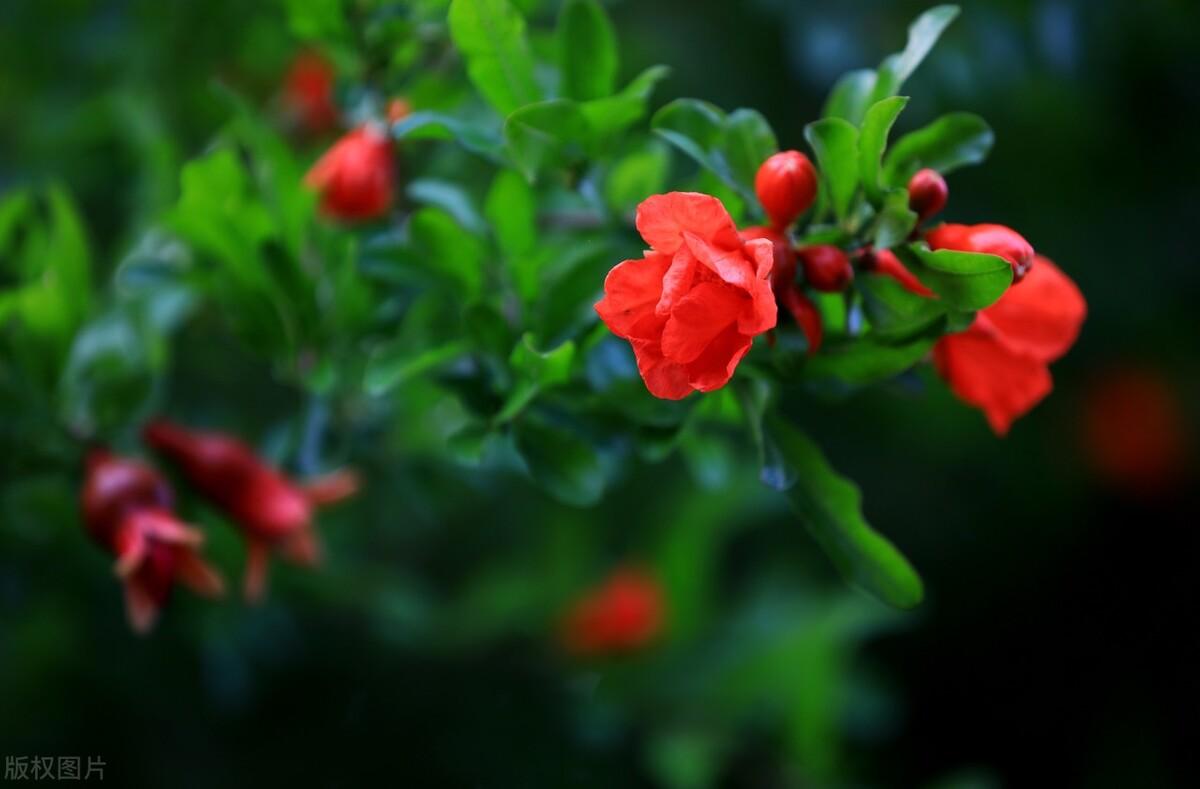 端午节石榴诗词七首（岁岁酬端午，火德盛榴花）