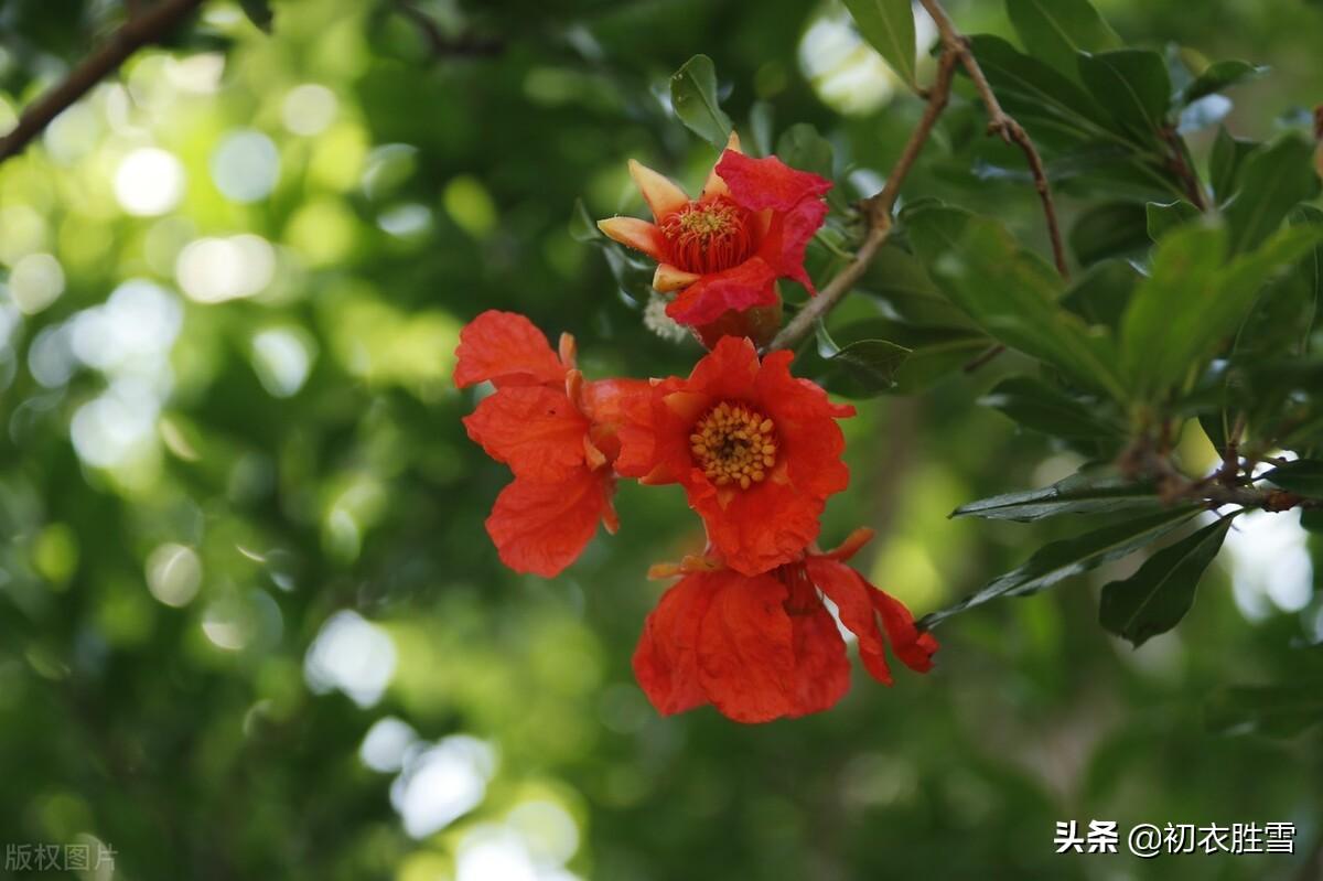 端午节石榴诗词七首（岁岁酬端午，火德盛榴花）