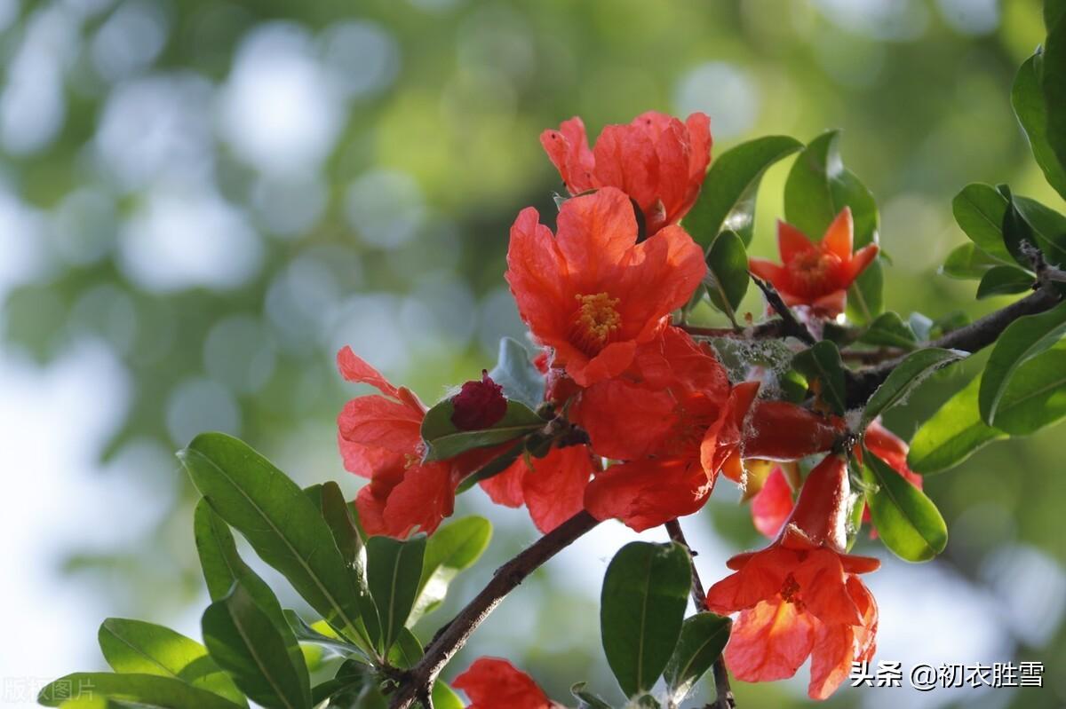 石榴花经典古诗大全（苏轼石榴花诗词六首）