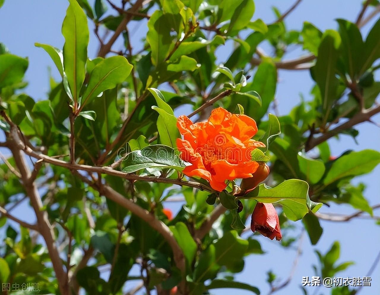 石榴花经典古诗大全（苏轼石榴花诗词六首）