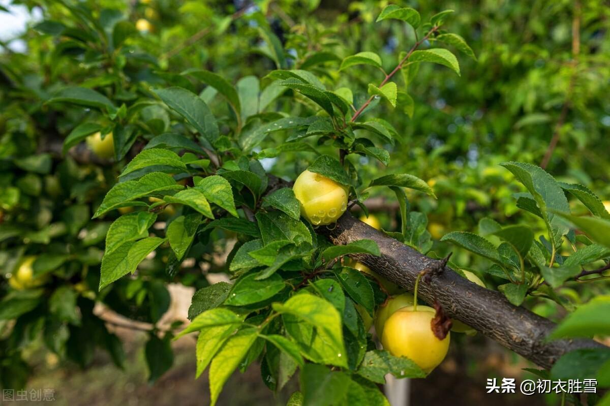 初夏江南四月七首古诗词（四月江南烟雨阔，人家都在绿荫中）