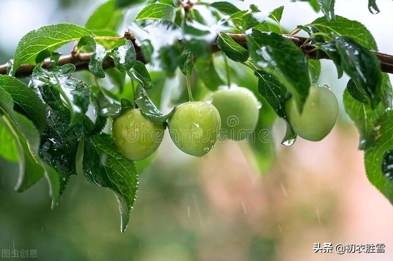 初夏江南四月七首古诗词（四月江南烟雨阔，人家都在绿荫中）