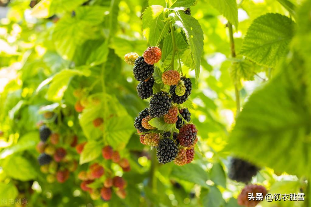 早夏相思七首优美诗词（石榴小萼未开时，故园千里正相思）