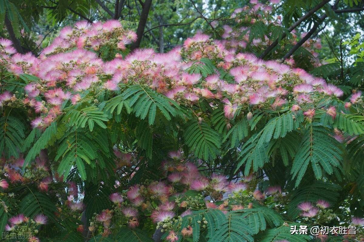 合欢花经典古诗词（合欢花诗词五首）