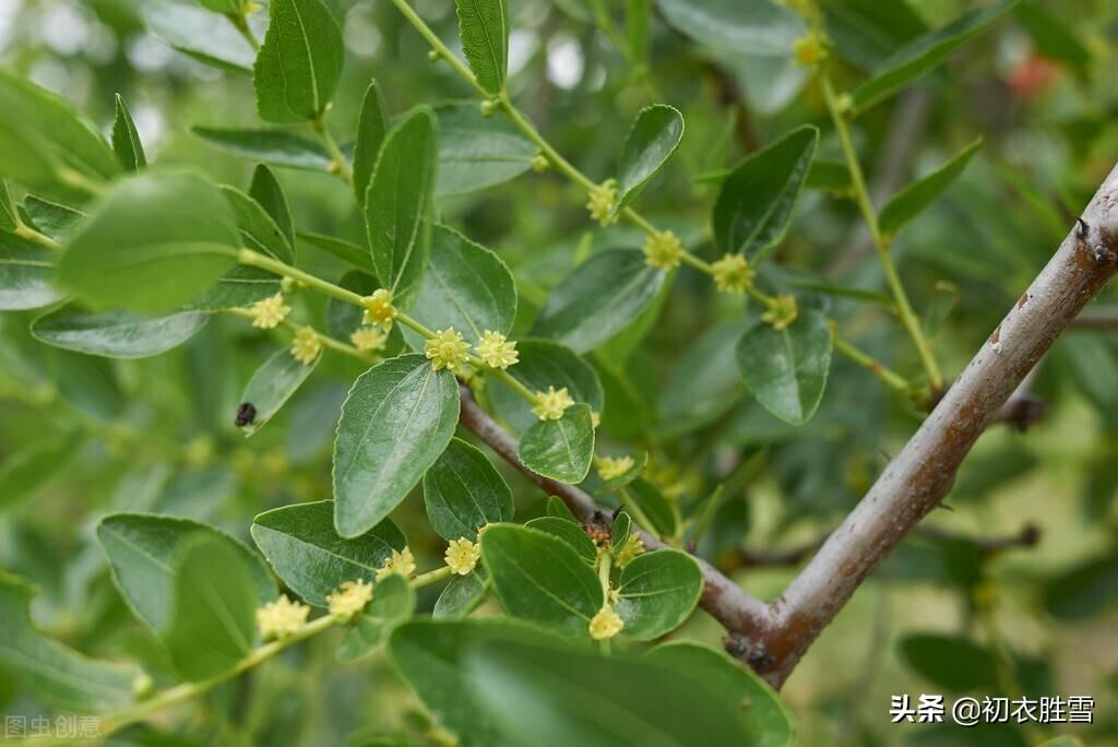 初夏枣花九首唯美诗词（野枣花含新蜜气，低枝压帽枣花香）