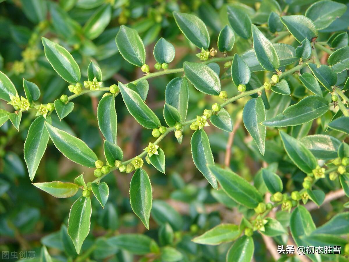 初夏枣花九首唯美诗词（野枣花含新蜜气，低枝压帽枣花香）