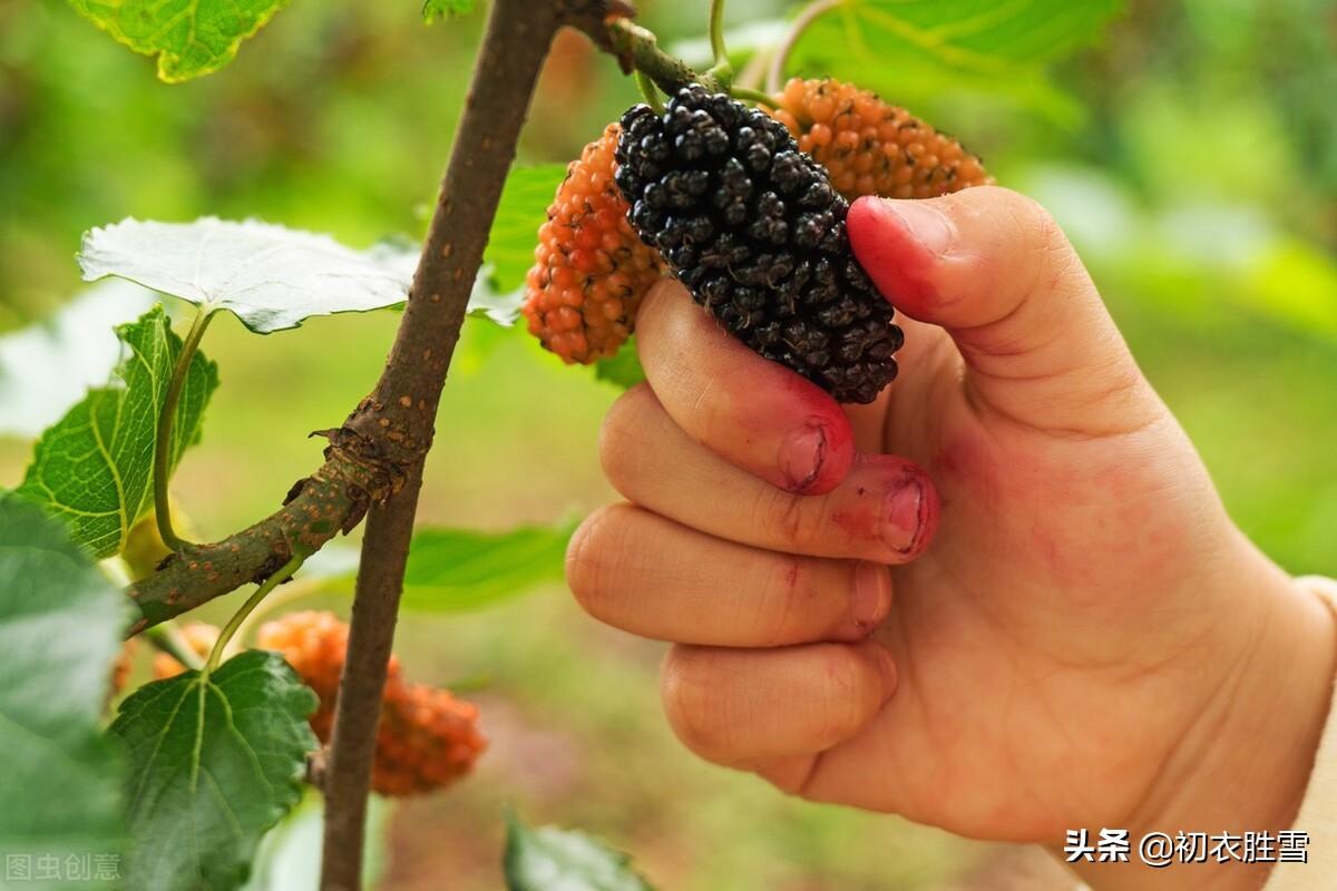 早夏桑葚六首古诗（黄栗留鸣桑葚美，桑葚垂红似荔枝）