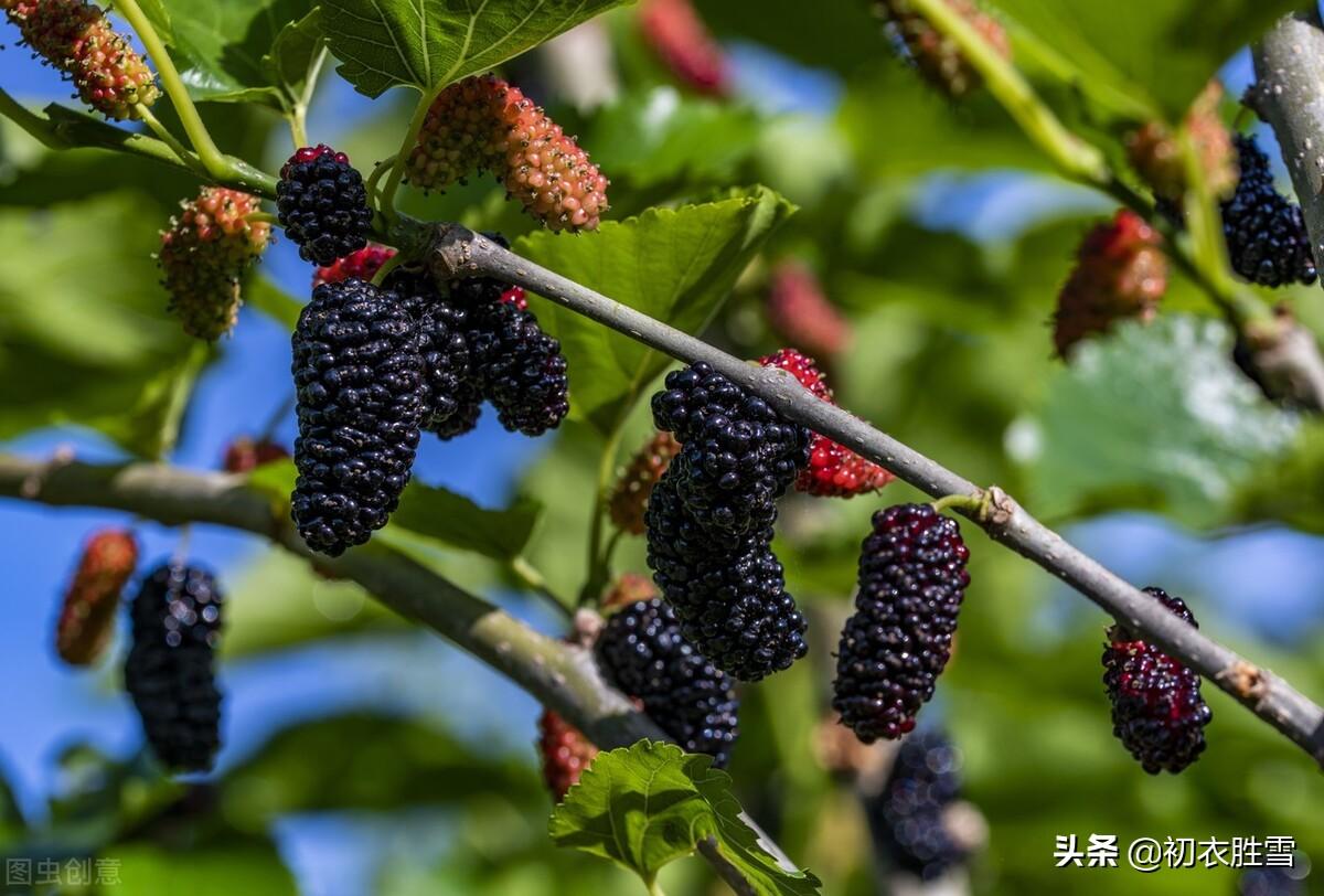 早夏桑葚六首古诗（黄栗留鸣桑葚美，桑葚垂红似荔枝）