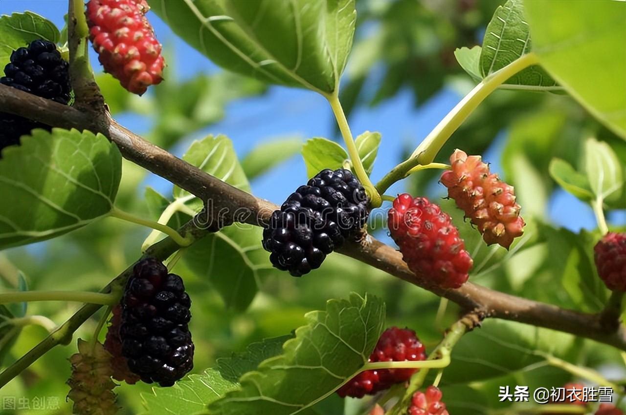 早夏桑葚六首古诗（黄栗留鸣桑葚美，桑葚垂红似荔枝）