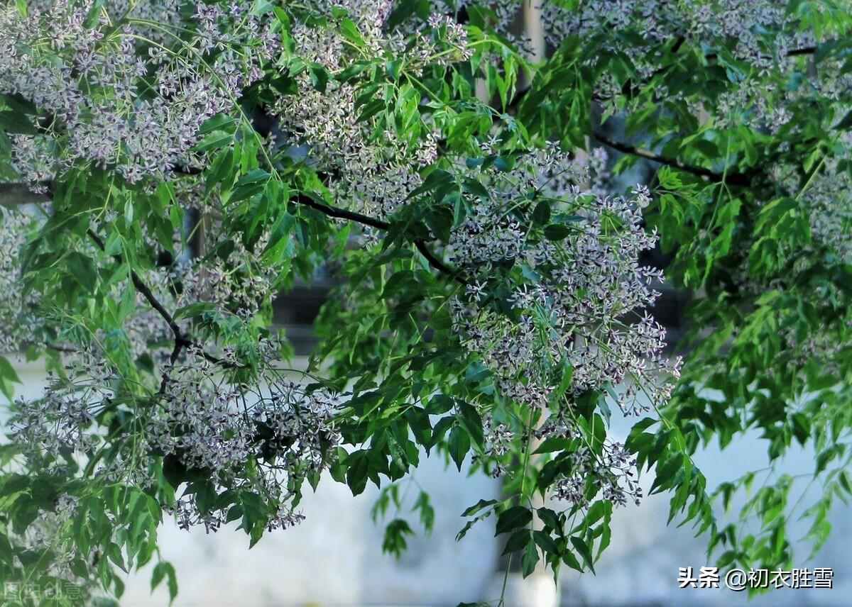 夏天古诗名句摘抄（晚春早夏楝花美词五首）