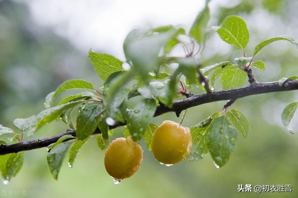 关于迎接初夏古诗9首赏析（四月维夏，四月秀葽）