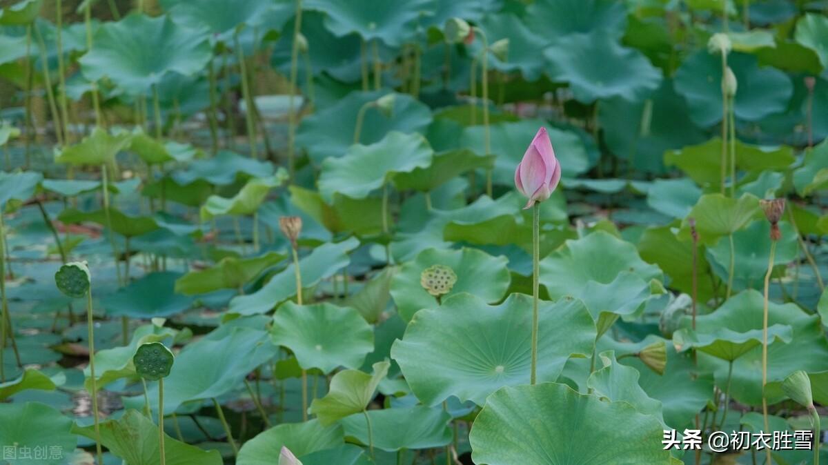 关于迎接初夏古诗9首赏析（四月维夏，四月秀葽）