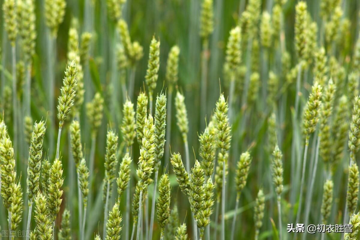 关于迎接初夏古诗9首赏析（四月维夏，四月秀葽）