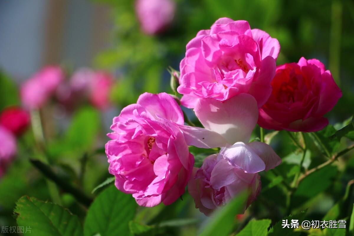 清新春雨蔷薇六首绝句诗词（烂漫红英带雨羞，过雨蔷薇万点红）