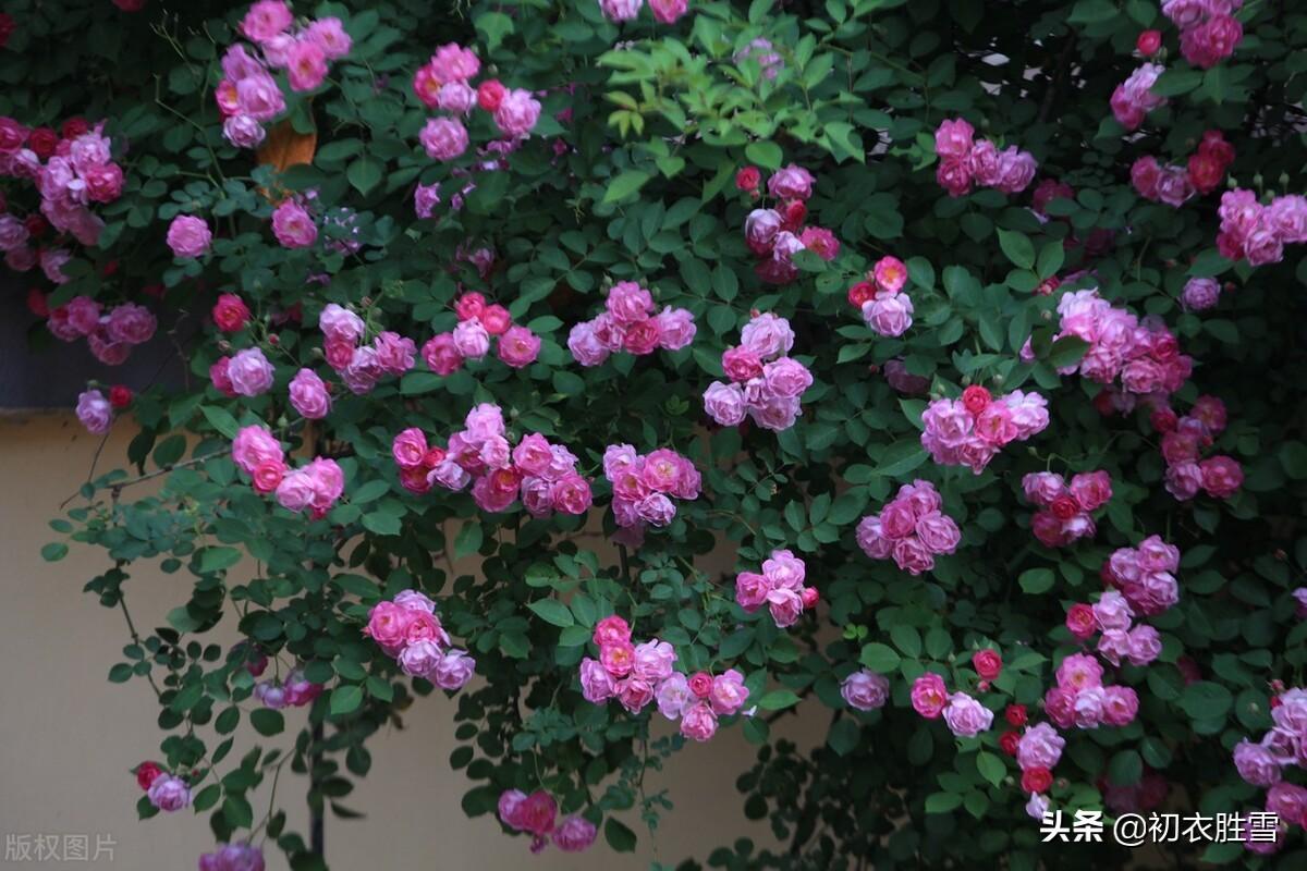 清新春雨蔷薇六首绝句诗词（烂漫红英带雨羞，过雨蔷薇万点红）