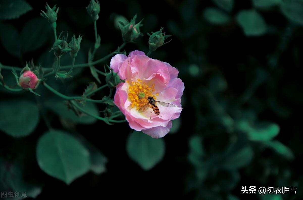 清新春雨蔷薇六首绝句诗词（烂漫红英带雨羞，过雨蔷薇万点红）