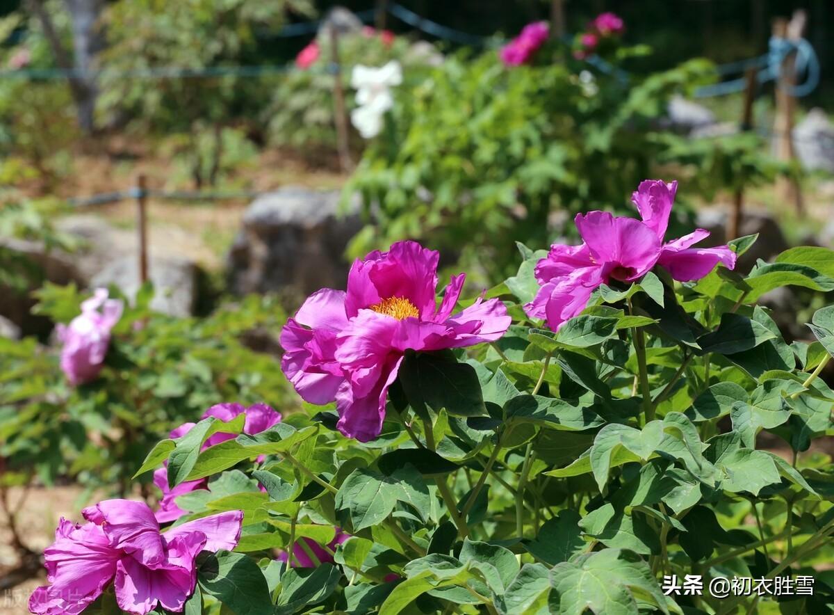 晚春牡丹花9首古诗词（万户千车看牡丹，花开时节动京城）