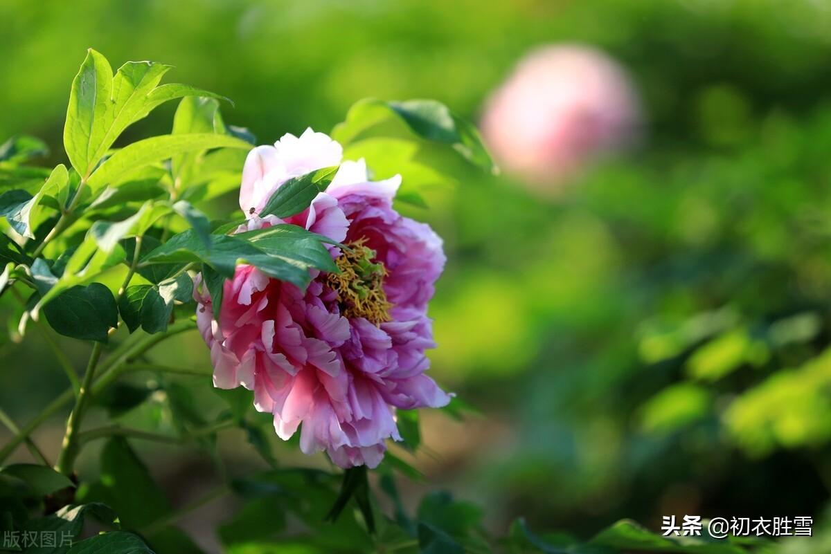 晚春牡丹花9首古诗词（万户千车看牡丹，花开时节动京城）